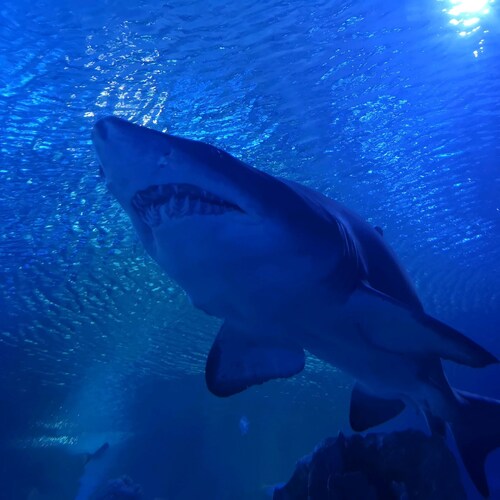 God Gives You Free Will, To Test Your Given Abilities.