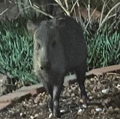 Business Owner who Loves God, My Purple Heart Husband, My dogs, This country and my Guns. If you are coming for my guns ...