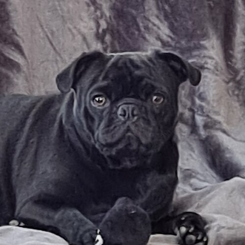 My names Andy and I'm a future teacher,  pug owner, and love history and politics. I escaped twitter because it's run by...