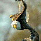 PatriotP403