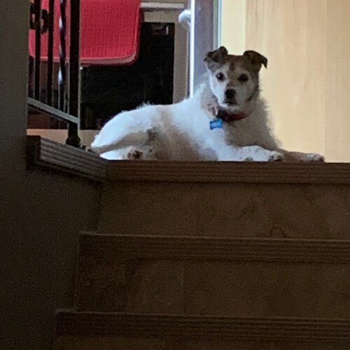 Visit scrappydoolives's profile on GETTR. View their posts, photos, videos, and connect with them on the social platform.