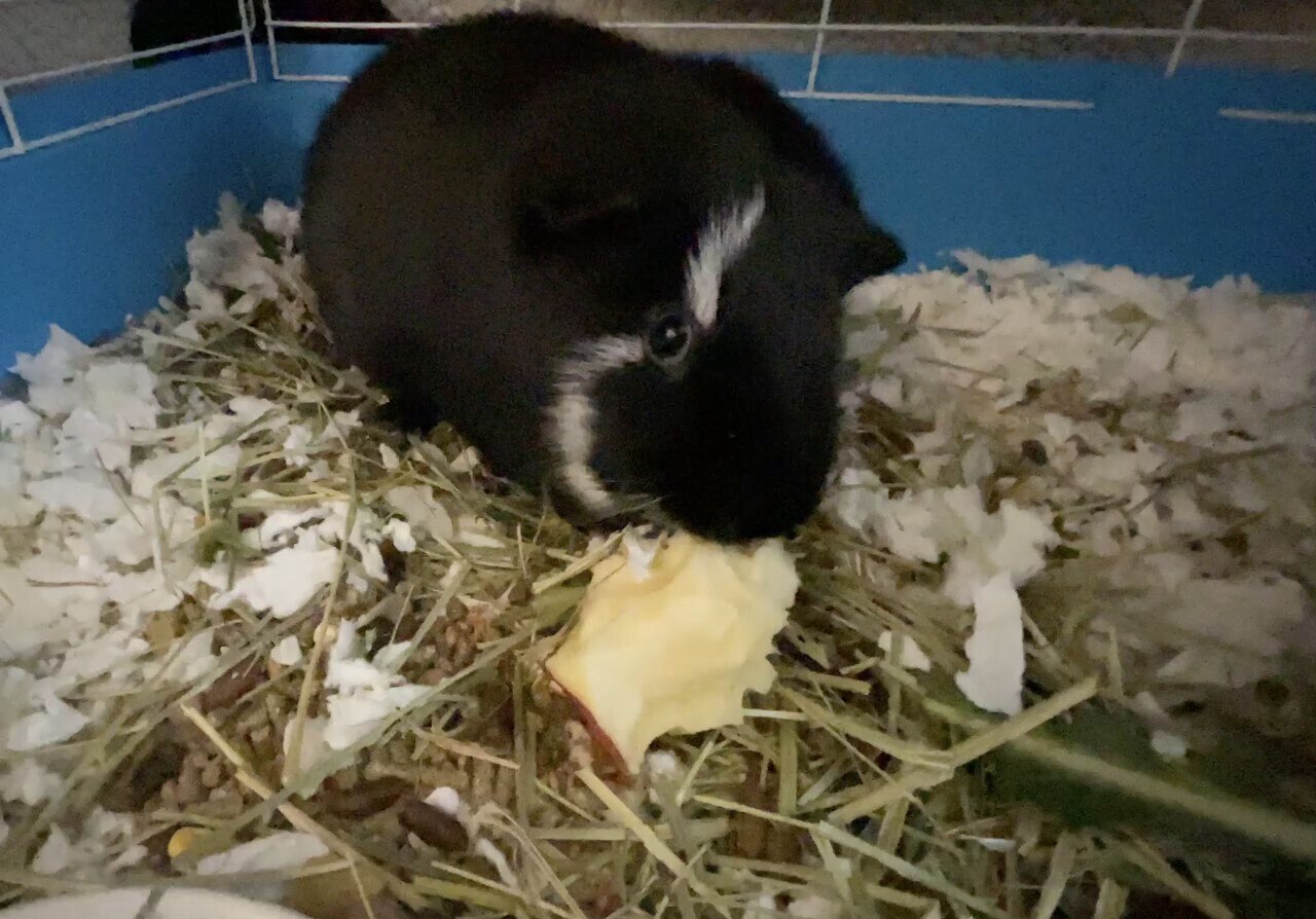 Does Fauci really think we believe this is how chimeric viruses of animal origins are made? I think ...