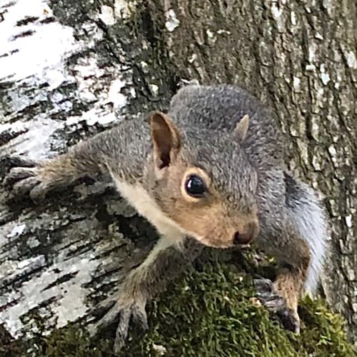 Visit Silence_Dogoode 🍊's profile on GETTR. View their posts, photos, videos, and connect with them on the social platform.