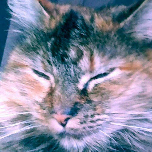 American Patriot! Trump won!