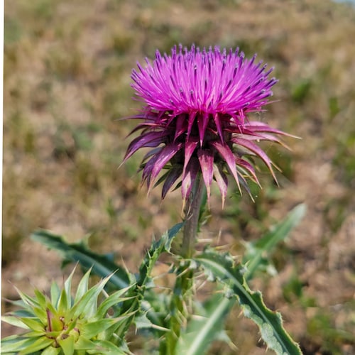 Patriot/Constitutionalist/Veteran (Army-Redleg)/Christian Infidel/Serial Kilter