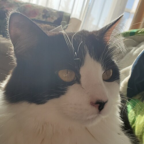 Just here to support alt tech and share cat pictures.