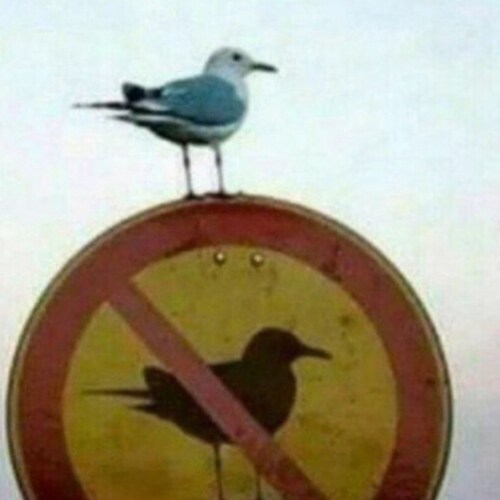 Born in the sixties. Human craving freedom