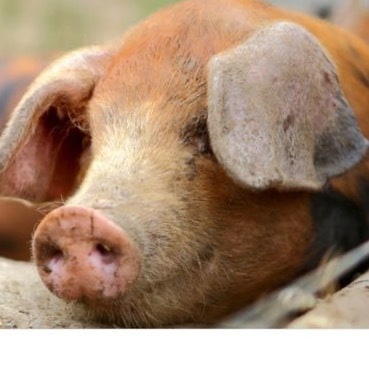 🍊apanthropist libertarian.