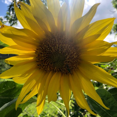 Wife, Mom, Eema and Dog Mom and RN