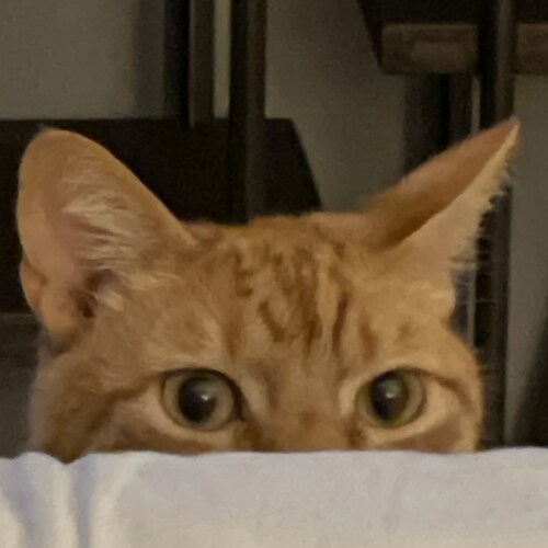 father, husband, concerned patriot and strong conservative free thinker. We the people of a free nation. All lives matte...