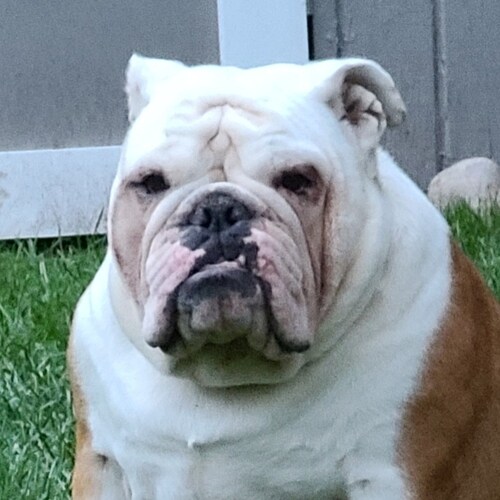 Boat School Alum, person to 3 demanding bulldogs, recent transformation from attorney to gentleman farmer