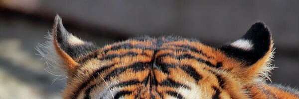 Tigress95