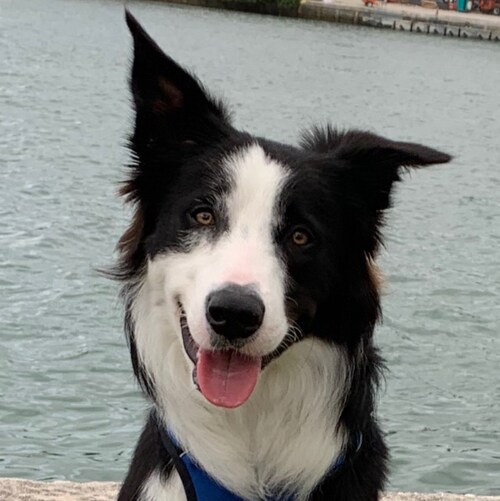 Christian.  Patriot.  Anti-Liberal.  Anti-Communist.  Kicked out of Twitter for opposing its demented gender ideology an...