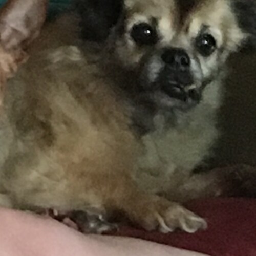 Hillbilly KY/TN  Mechanic/Welder SailorSnipe FFG -16-Pro Life MAGA 
🙏🙏🙏🇺🇸🇦🇷🇺🇸🙏🙏ASK NOT WHAT GOD CAN DO FOR U....