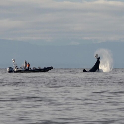 Visit Contese 🇨🇦's profile on GETTR. View their posts, photos, videos, and connect with them on the social platform.