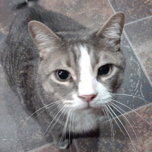 I love cat treats and conservative ideas