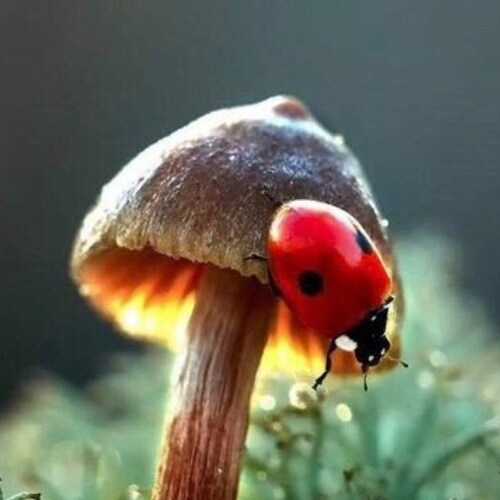 Wife, Mom, Mamaw,
 Small Business owner Christian Conservative “A Life Lived In Fear, Is A Life Half Lived”-BL 100%TRUMP