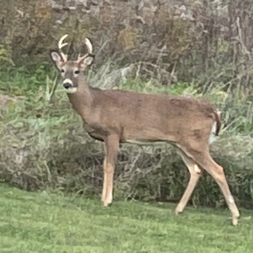 Conservative, Christian, Family, Iowa Hawkeyes, Green Bay Packers, Milwaukee Brewers, UNI Panthers