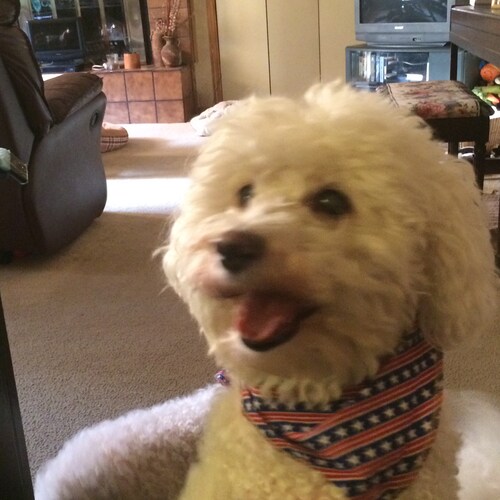 Christian conservative married 40 years grandpa of 5. 2A. NRA. My first vote was for Ronald Reagan.  I haven’t changed m...