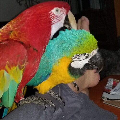 Belongs to the human race. Patriot to the 🦴