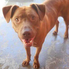 Rosie’s Best-friend