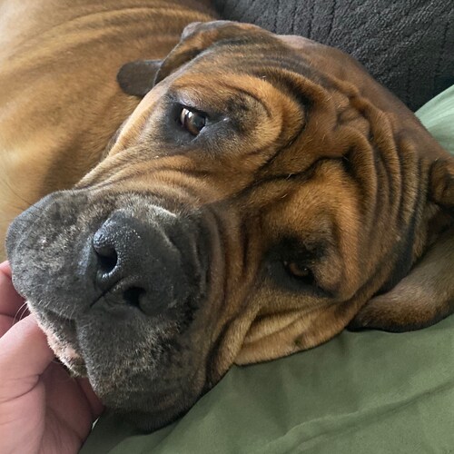 Marine, father, husband, freedom-lover