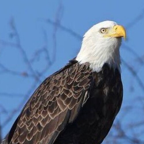 Husband, Father, Pro Life, Pro Gun, Pro Liberty, Pro Freedom and most importantly Pro God