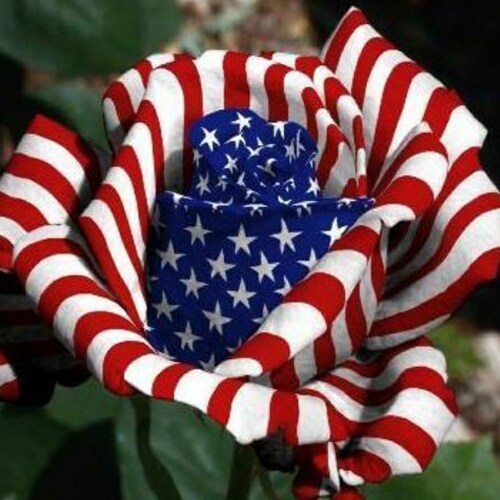 America, God, Veterans, Trump loving no white guilt, only 2 genders, fk your depop agenda and illegals