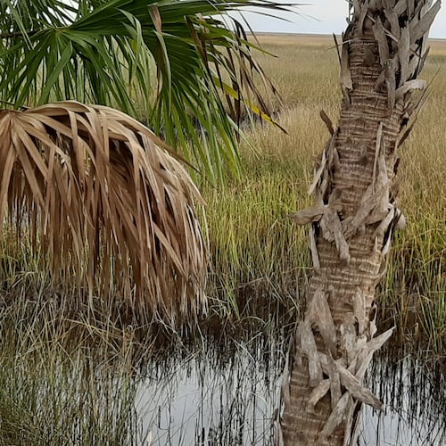 Visit Hog_Hunter_FL's profile on GETTR. View their posts, photos, videos, and connect with them on the social platform.