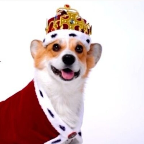 @DuchAssofMSS (Twitter)

Duchess_of_Monteshitshow (IG)