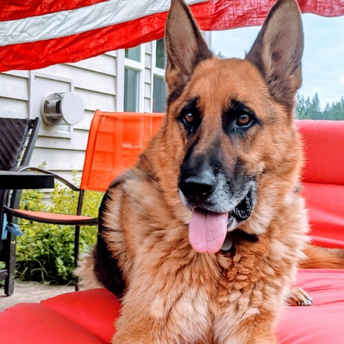 Devoted Dad, Jewish Carpenter follower, Former Fed LEO aghast at speed in which the Globalist Marxist Machine has infilt...