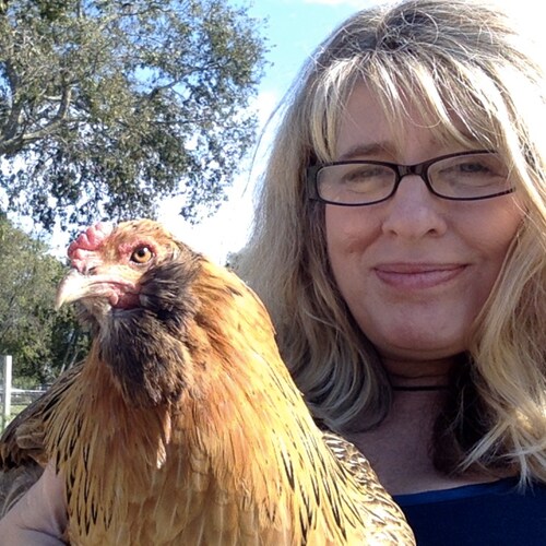 Writer, Musician, Chicken Herder