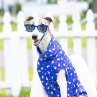 Florida livin, Never Democrat, Freedom, Big Fan of DeSantis