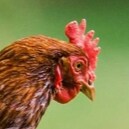 Political correctness isn't correct at all. Chickens crossing the road are correct. Why is that? Let's find out.