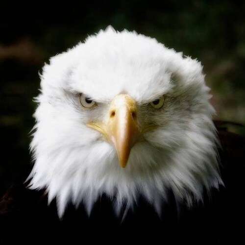 Proud Traditionalist, Conservative, Roman Catholic, Heterosexual Male. God Bless America.