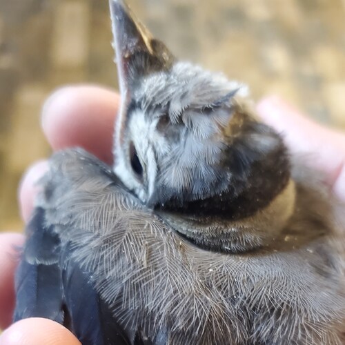 America and freedom lover.  Pro 1A and 2A!  MAGA!  Twatter and Fascistbook can kiss my hungry anaconda 😁  Pronouns: Pat...