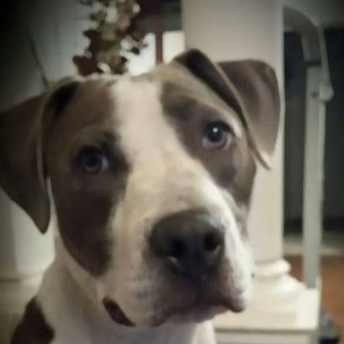 Combat vet, Viet Nam.100% Conservative Trump supporter. Zero sympathy for whiny leftists.
Joe Biden is #NotMyPresiden