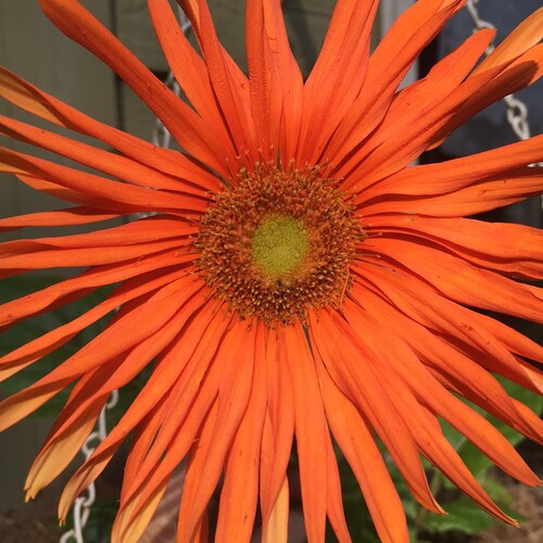 GOD, Family, Country