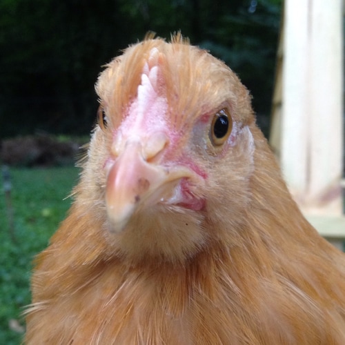 Healthcare professional. Backyard chickens and Whole 30 enthusiast. A scientist suspended by Twitter. #TrumpWon #America...