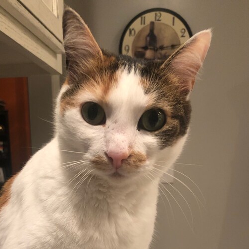 1A &amp; 2A Supporter Libertarian at Heart