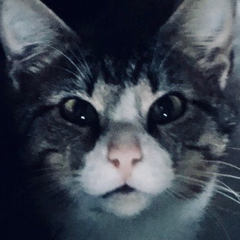 Christian, Married 50+ yrs, Proud Dad & Papa
Consertive Patroit,History Buff, Jesus is the answer. Wake up and do your o...