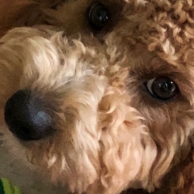 Dulufrbean