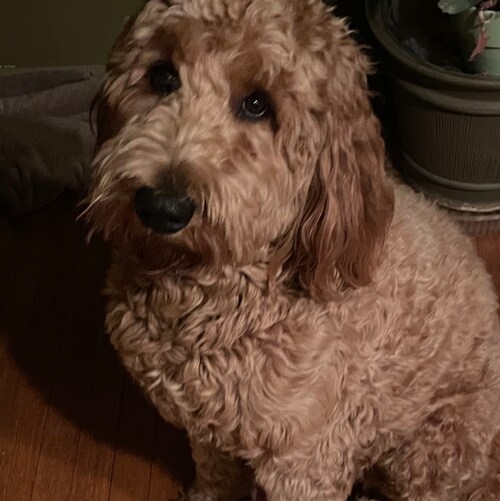 Visit Griff2021's profile on GETTR. View their posts, photos, videos, and connect with them on the social platform.