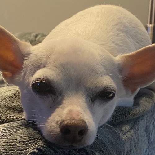 UltraMaga , Trump2024, Conservative, proud mother of a Marine now Police officer!!!