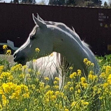 In God We Trust 🇺🇸
Equine professional
Life, Liberty,, Freedom
Please no DM