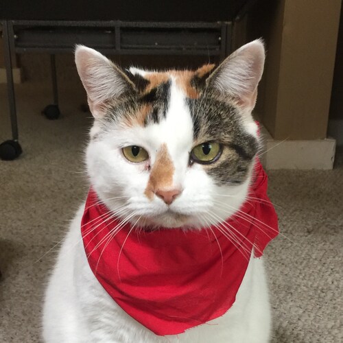 #pureblood MAGA 🇺🇸🇺🇸🇺🇸🇺🇸🇺🇸🇺🇸 ❤️ Saint Desantis! ❤️ Trying to move to FL
True Patriot that loves our country....