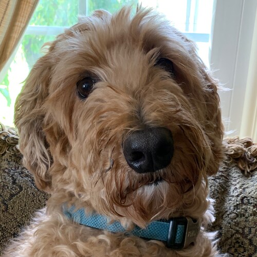 Patriot, Proud American ❤️Unity, mom, wife, family, hs art teacher, Catholic, family in military, cancer sucks 🇺🇸🐶🍫�...