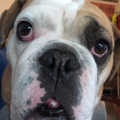 Retired US Government Intelligence Officer