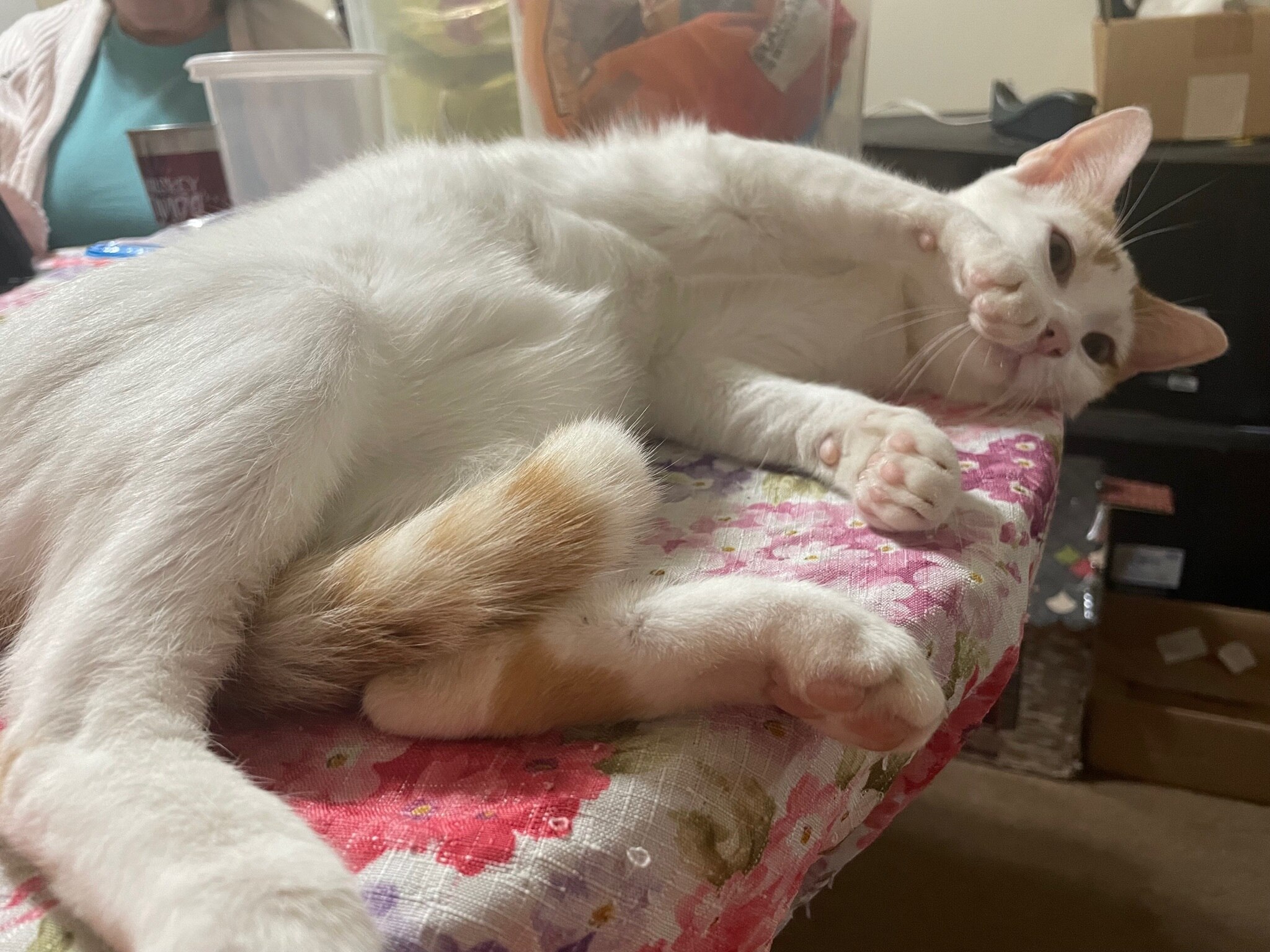 More cute kitty pictures.