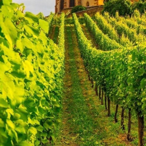 走正道主义，消灭中共